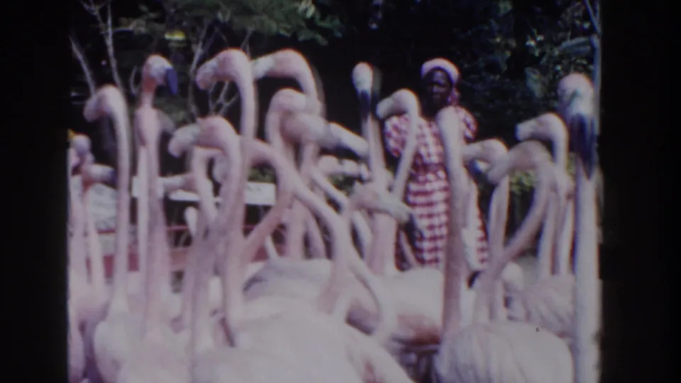 A crowded 1961 Nassau flamingo view shows long necks and pale pink birds with a woman standing behind them.