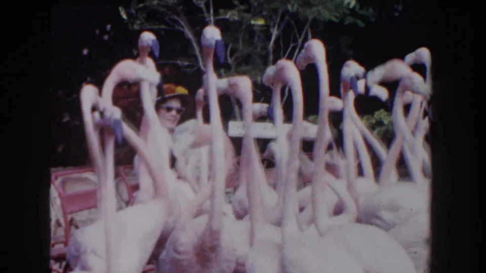 1961 Nassau home-movie frame of flamingos gathered before seated spectators, with a man in a hat visible through the birds.