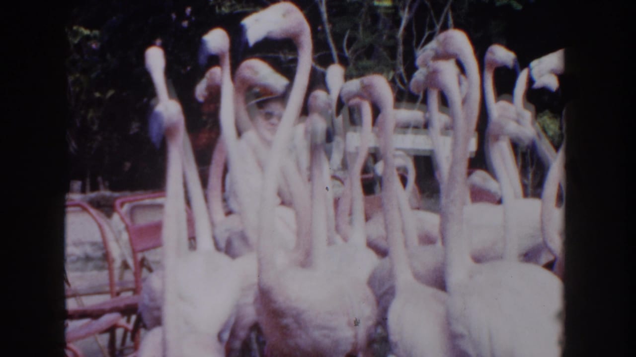 Pink flamingos crowd together behind railings in a shaded park enclosure.