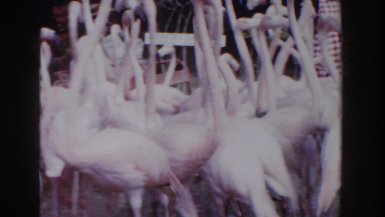 Flamingos stand packed together, with railings and shaded background details behind them.