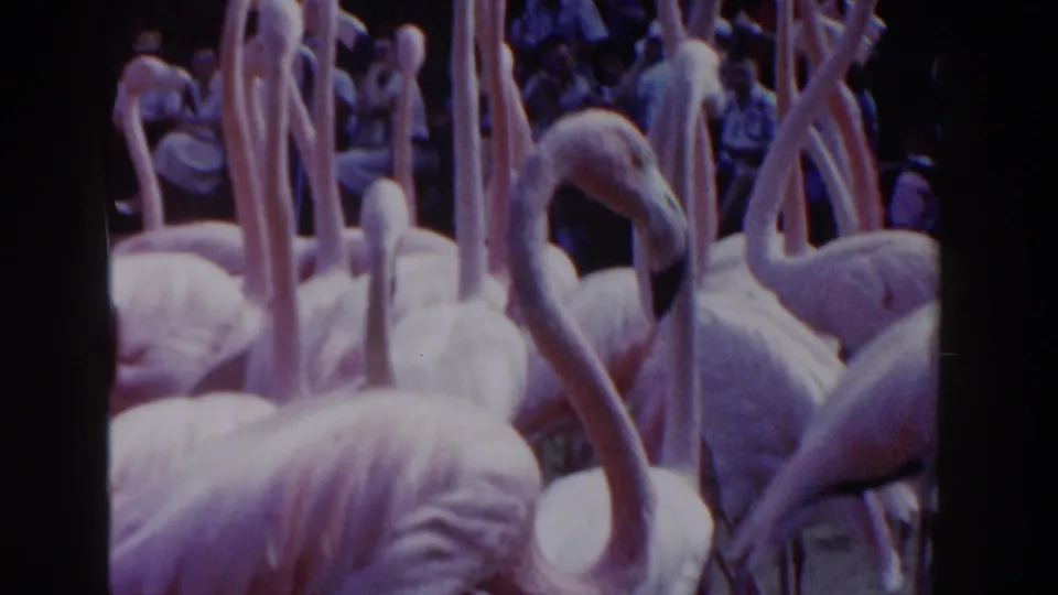 Close 1961 Nassau home-movie view of flamingos inside a park enclosure, with spectators visible in the shaded background.