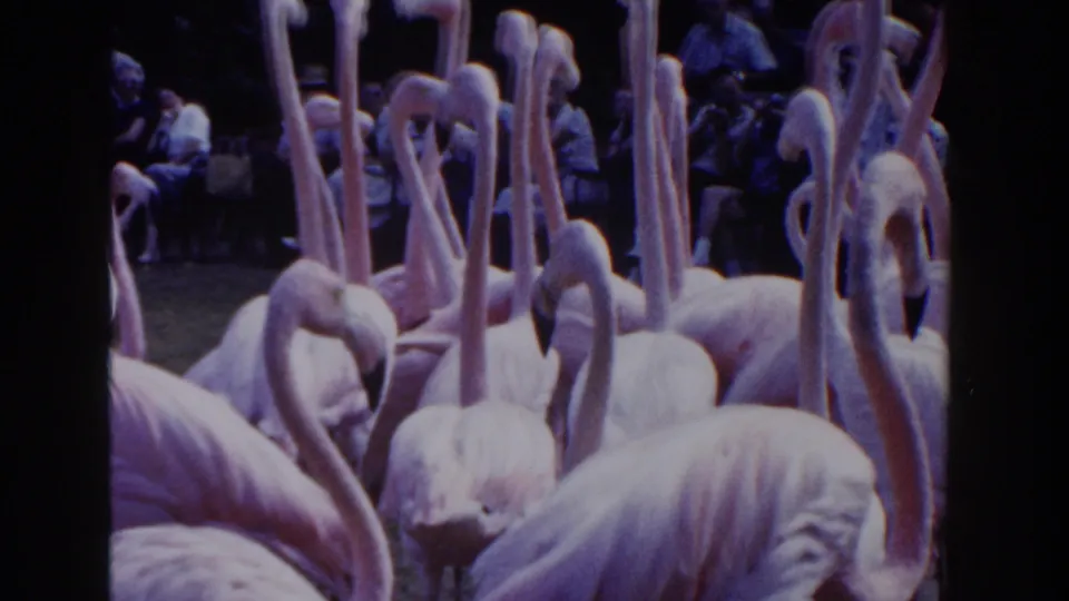 1961 Nassau frame showing many flamingos in the foreground with visitors watching from the shaded park background.