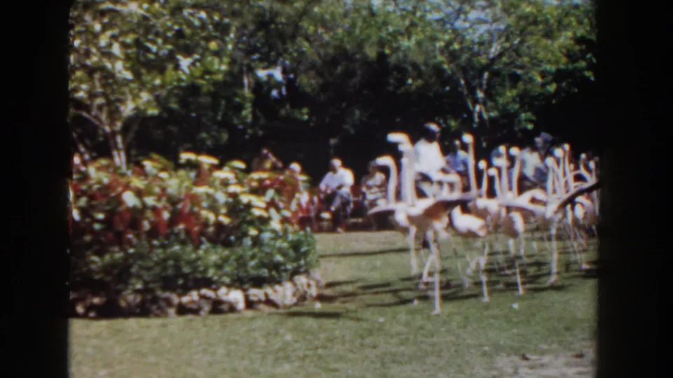 Nassau, Bahamas 1961 frame with a man near flamingos moving across a manicured lawn while visitors stand behind garden plantings.
