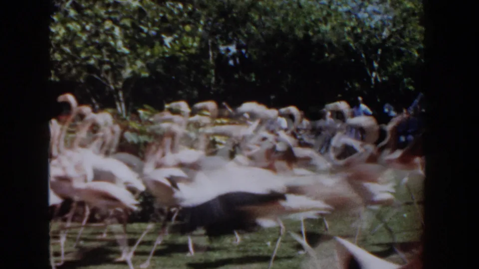 Nassau, Bahamas 1961 home-movie frame showing a moving flock of flamingos crossing the lawn with trees and visitors in the background.