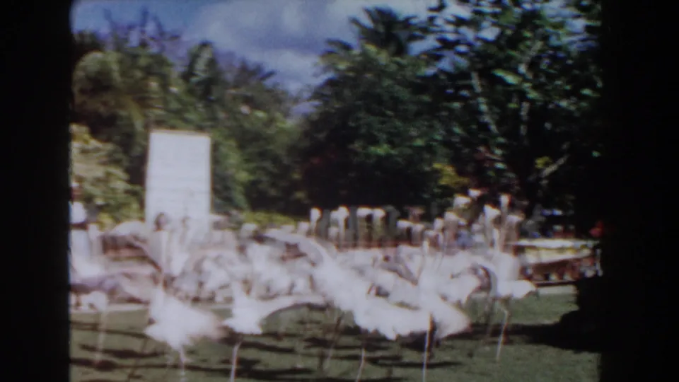 Nassau, Bahamas 1961 frame showing flamingos dispersed over the lawn near a white signboard, benches, trees, and distant visitors.