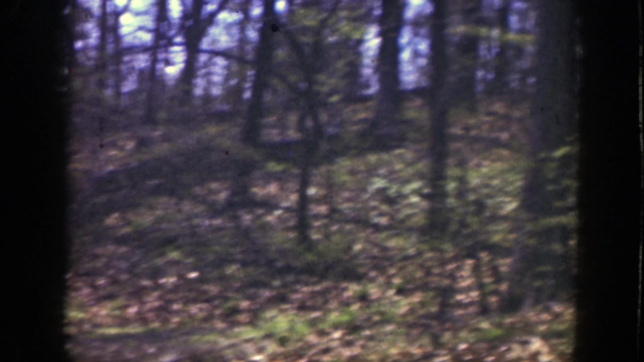 Woodland floor with bare trees and leaf litter seen through dark vertical edges.