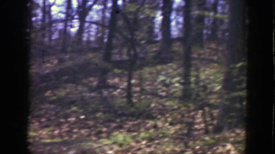1949 Cincinnati home-movie frame showing a quiet wooded area with bare trunks, leaf-covered ground, and soft 8mm color.