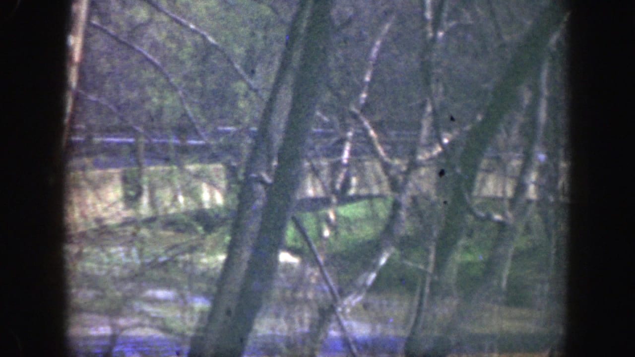 Small bridge and creek partly hidden by tree branches in the woods.