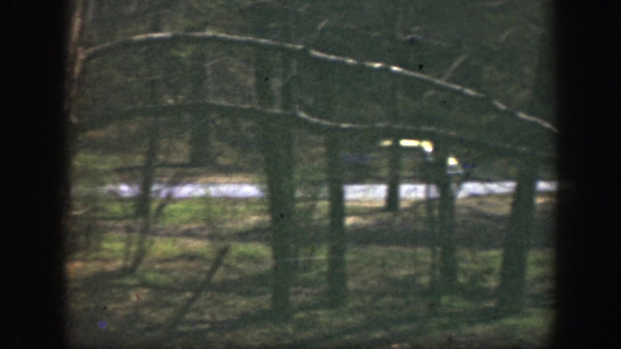 Dense trees and branches with a bright paved road running across the background.