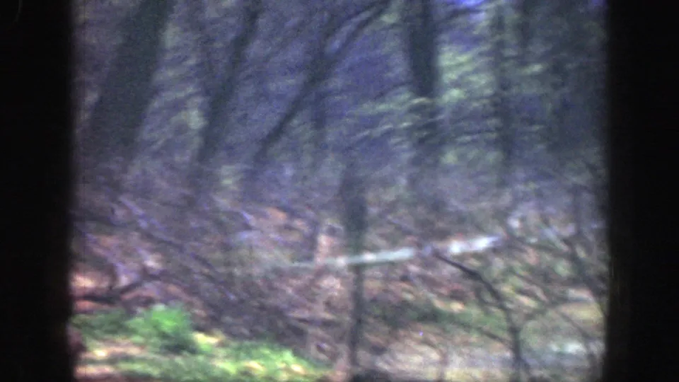 1949 Cincinnati home-movie view of a wooded park through dark window-like framing, with bare branches and patches of green growth.