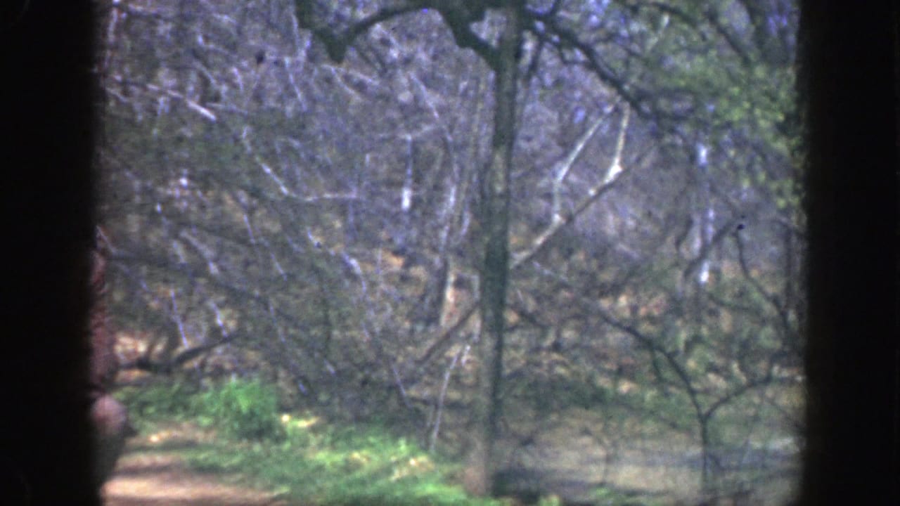 Bare trees and brush in a park area, partially obscured by a dark vertical frame edge.