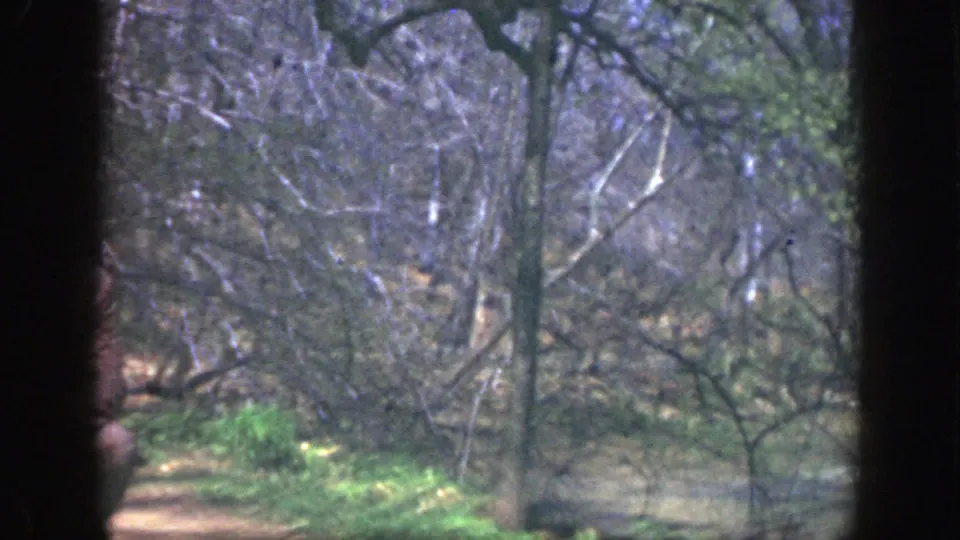 Wooded Cincinnati park view from the 1949 8mm clip, showing bare branches, brush, and green patches behind a dark frame edge.