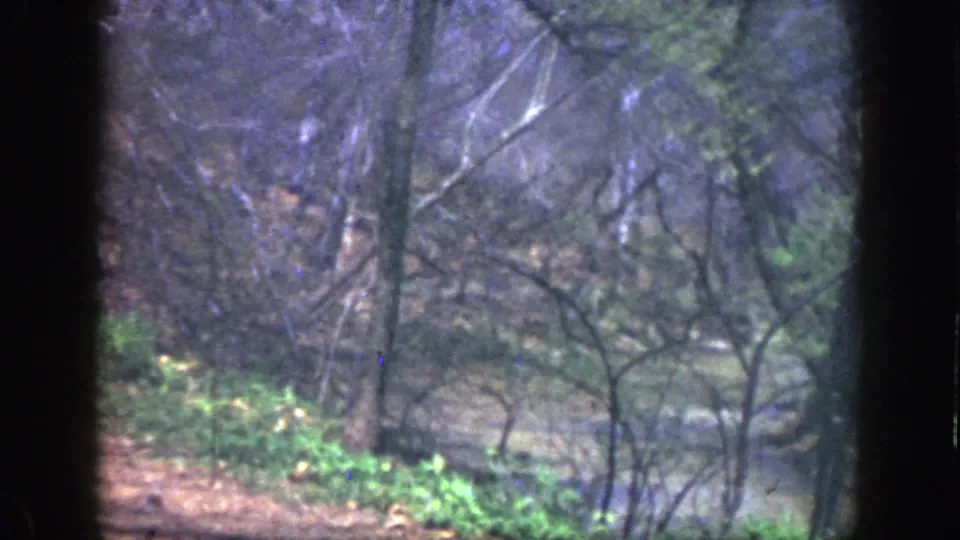 Soft 8mm frame of a Cincinnati park landscape, with leafless trees, brush, green undergrowth, and dark window-like edges.