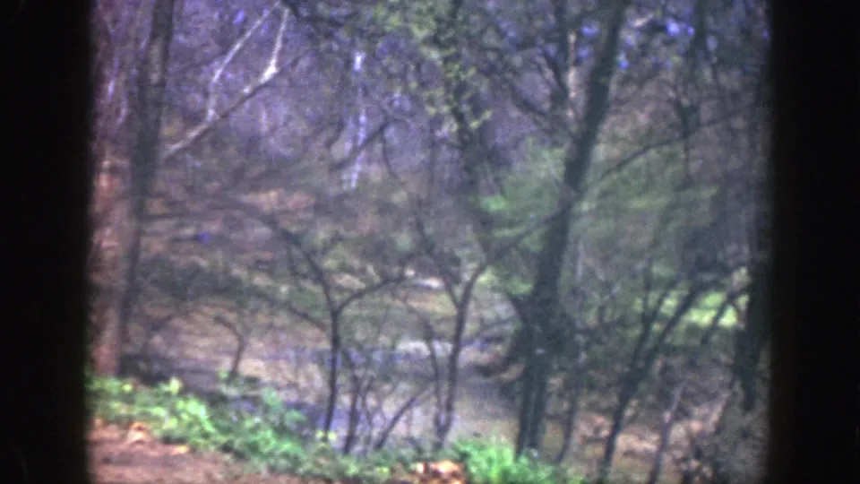 Final frame from the 1949 Cincinnati park clip, showing a quiet wooded view with bare branches, green growth, and dark framing.