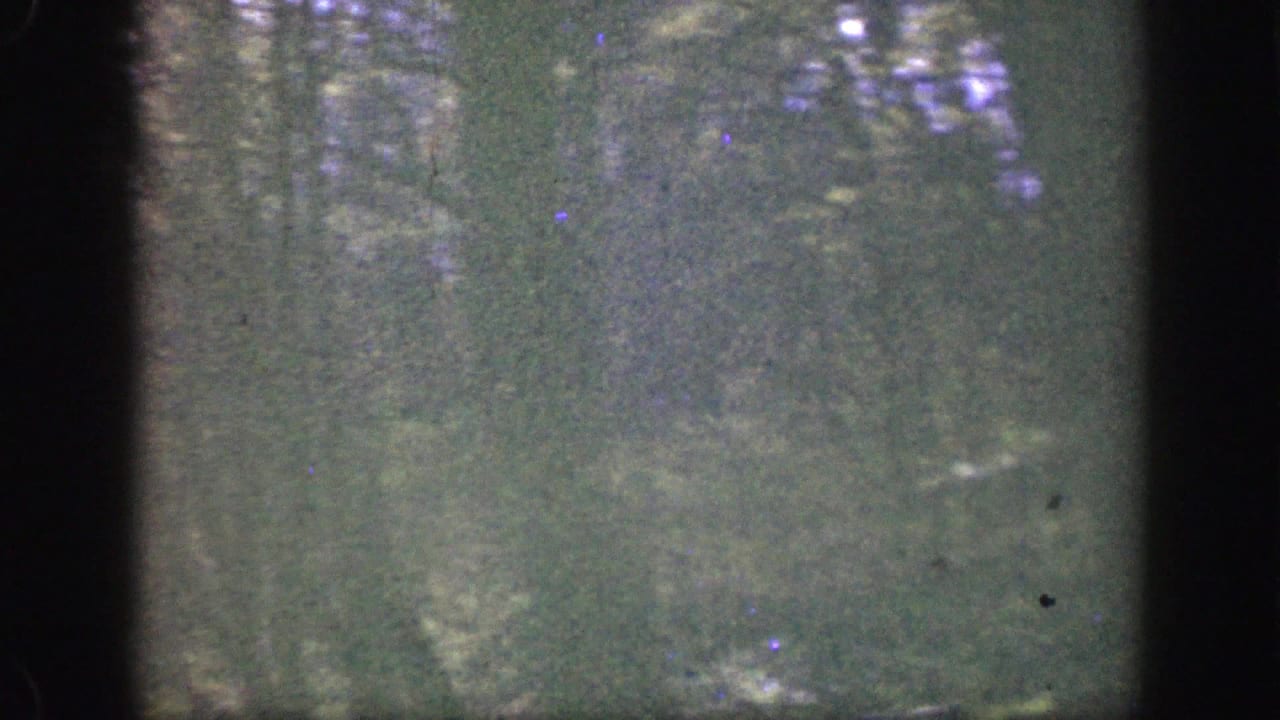 Shaded forest with dense trees and a faint grassy clearing beyond.