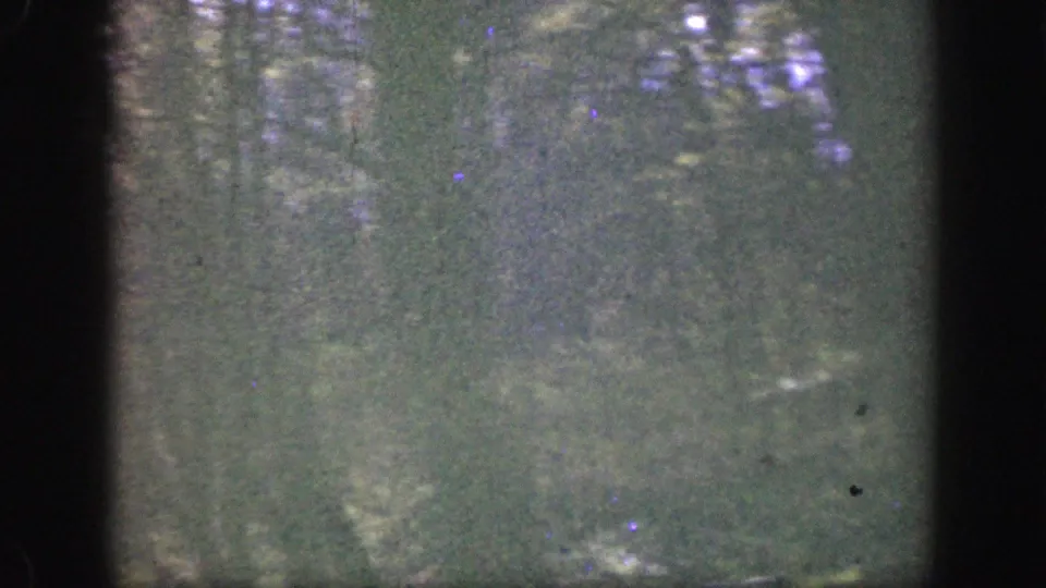 1949 Cincinnati-area 8mm frame showing dense woods and a muted green clearing through visible film grain.