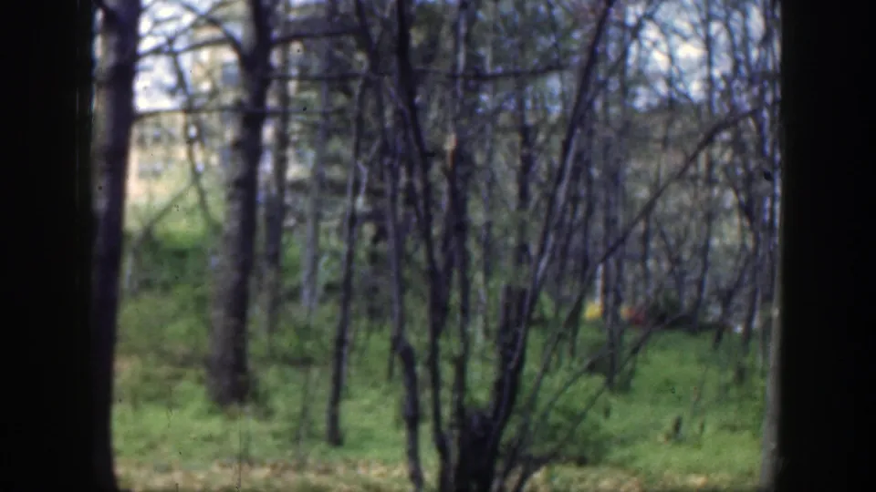 Wooded Cincinnati-area 8mm frame where thin trunks and spring grass dominate and the rider is mostly hidden at a distance.
