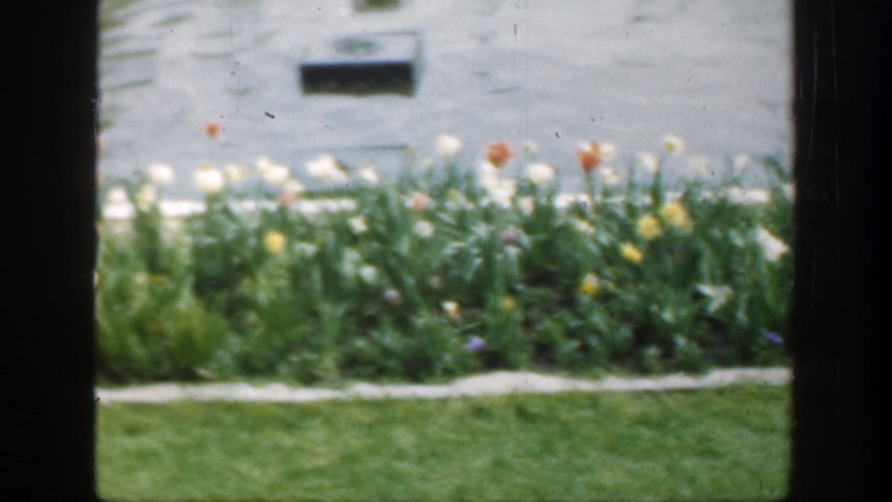 Tulip bed beside a pond, seen through dark vertical foreground framing.