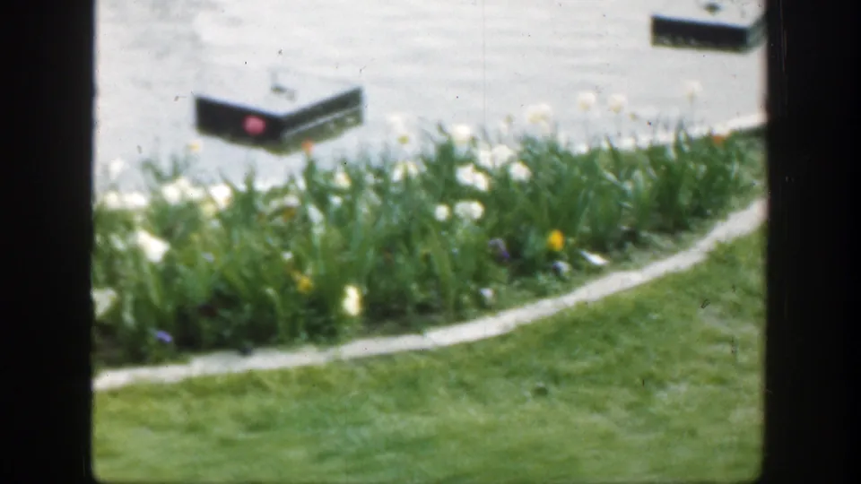 Cincinnati 1949 garden scene with soft-focus tulips, curved edging, green lawn, and pond surface behind them.