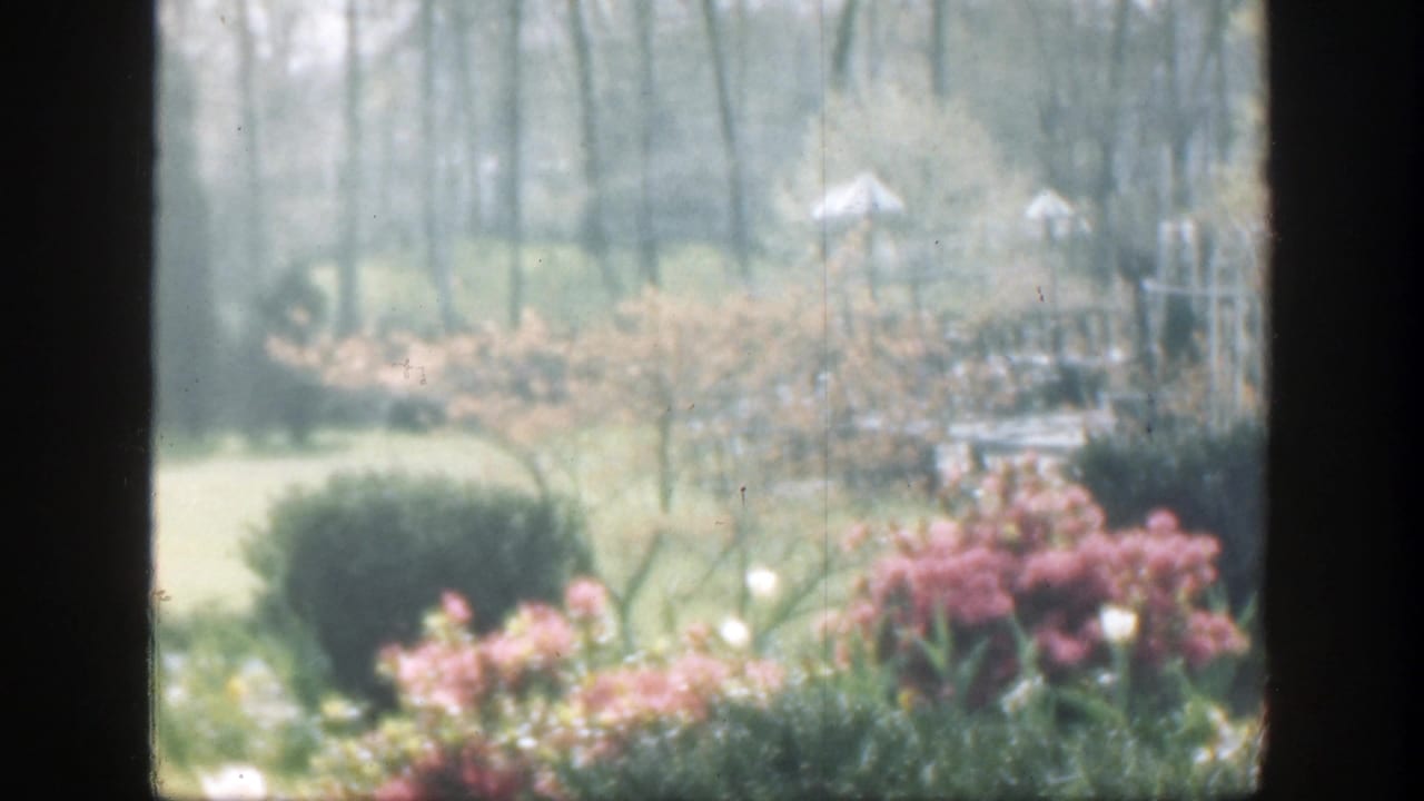 1949 8mm home-movie view of a Cincinnati cemetery, with pink shrubs in front and gravestones or pale markers among trees in the distance.