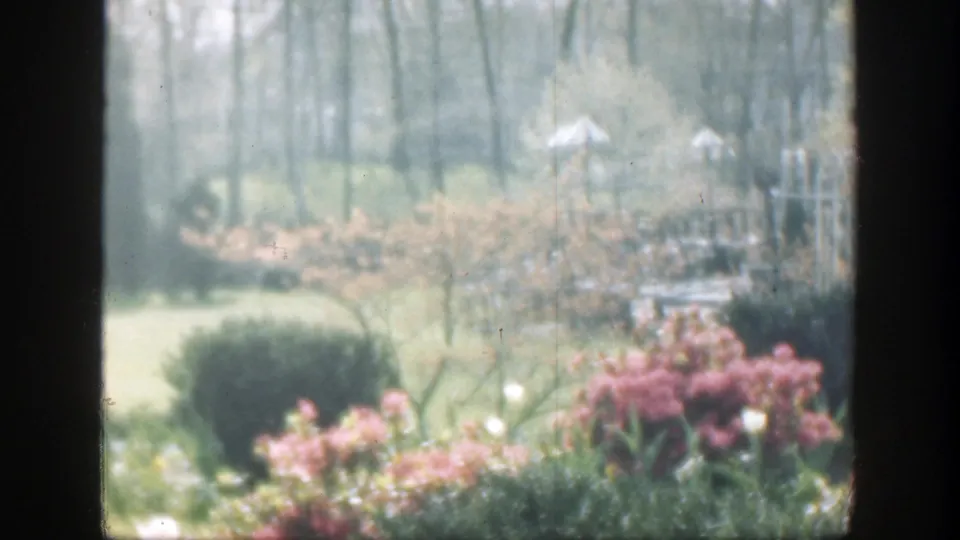 1949 8mm home-movie view of a Cincinnati cemetery, with pink shrubs in front and gravestones or pale markers among trees in the distance.