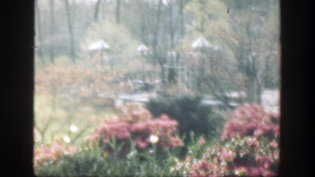 Cemetery garden with pink shrubs, dark vertical framing, trees, and pale markers in the background.