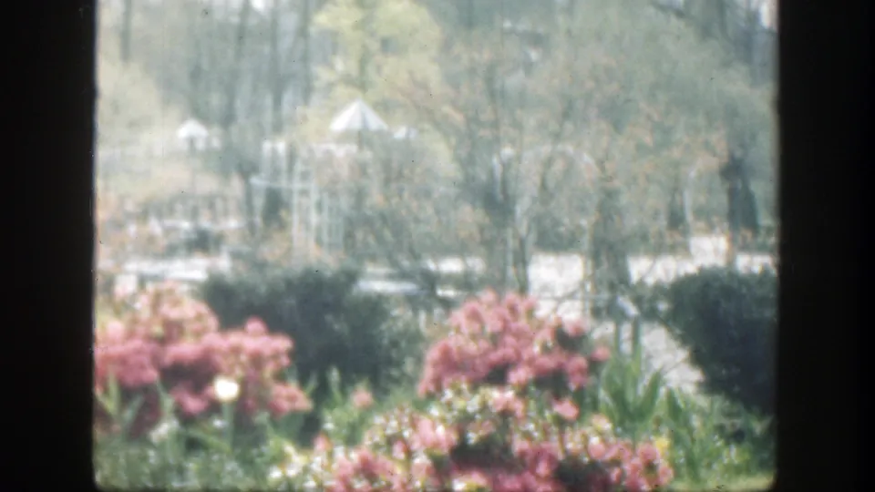 1949 home-movie footage in Cincinnati appears to look over pink cemetery plantings toward paths, trees, and small pale markers on memorial grounds.
