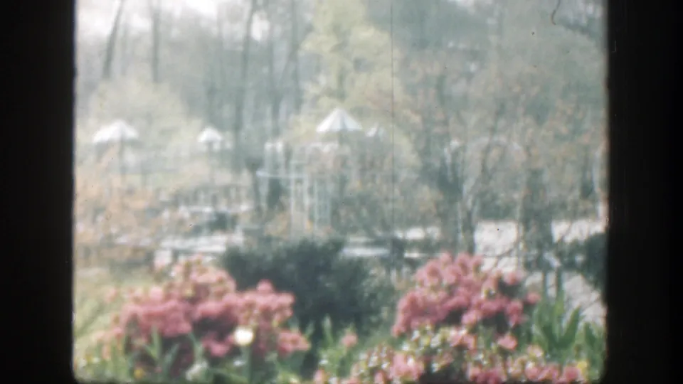 Cincinnati garden view from 1949 footage, framed by a dark mullion with pink blooms, clipped hedges, trees, and white shelter forms.