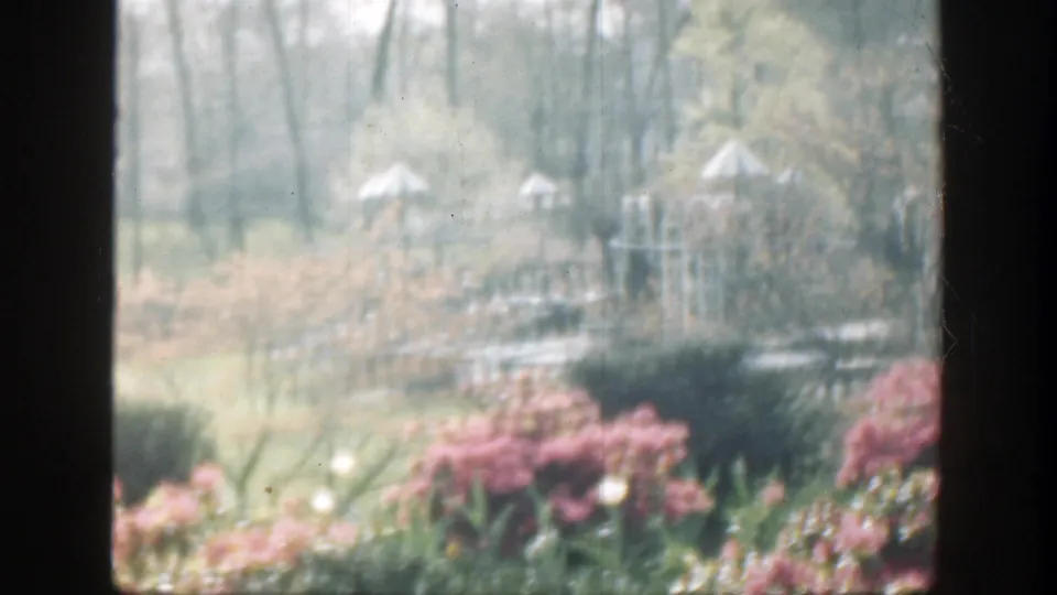 1949 Cincinnati 8mm garden shot showing pink flowering shrubs, green hedges, trees, and pale shelter roofs through a window-like frame.