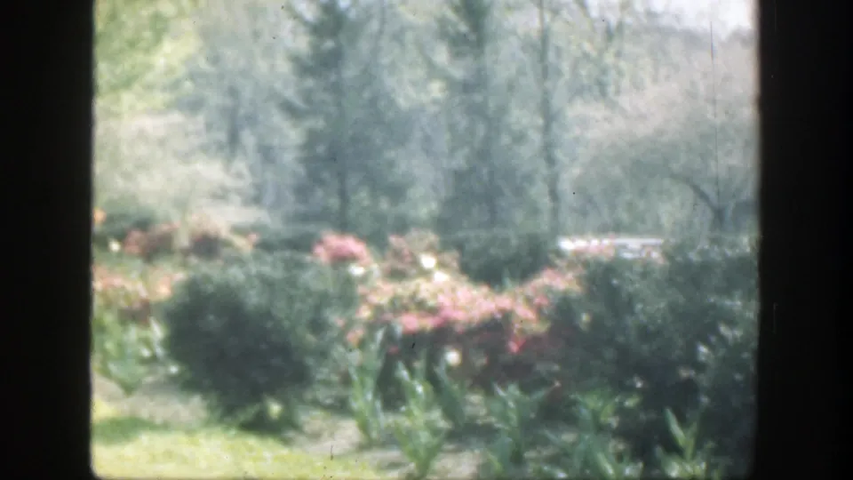Late-1940s Cincinnati garden footage shows a dark window frame dividing shrubs, pink flowers, lawn, an evergreen, and trees beyond.