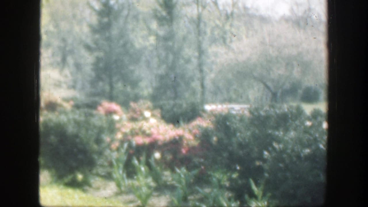 Soft garden view through dark window mullions with shrubs, flowers, lawn, and trees.