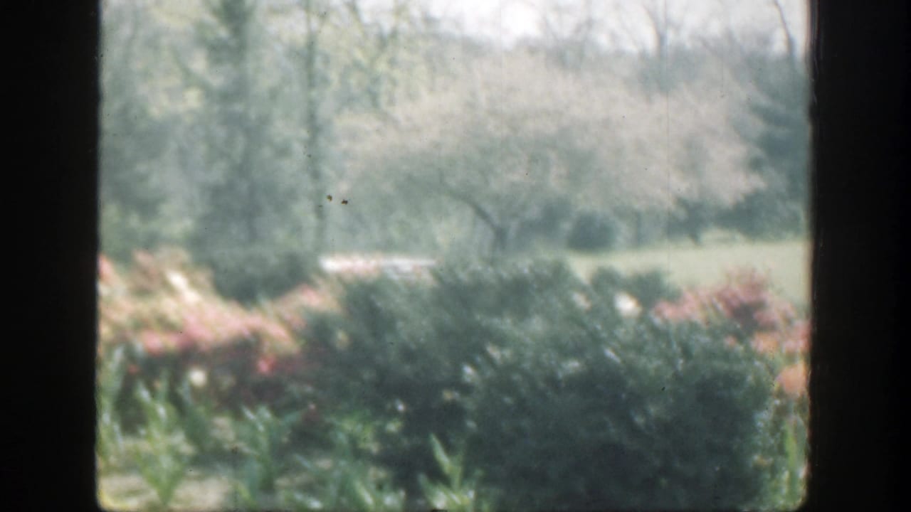 Divided window view of a green garden with pink flowers, shrubs, lawn, and distant trees.