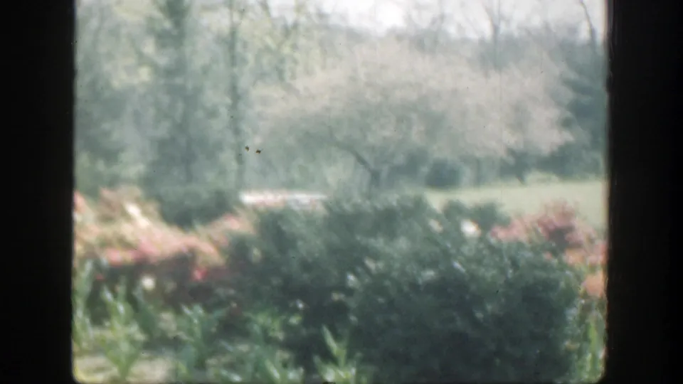 Soft 8mm view from a window toward a Cincinnati garden, with pink flowering shrubs, green lawn, and trees under cloudy light.