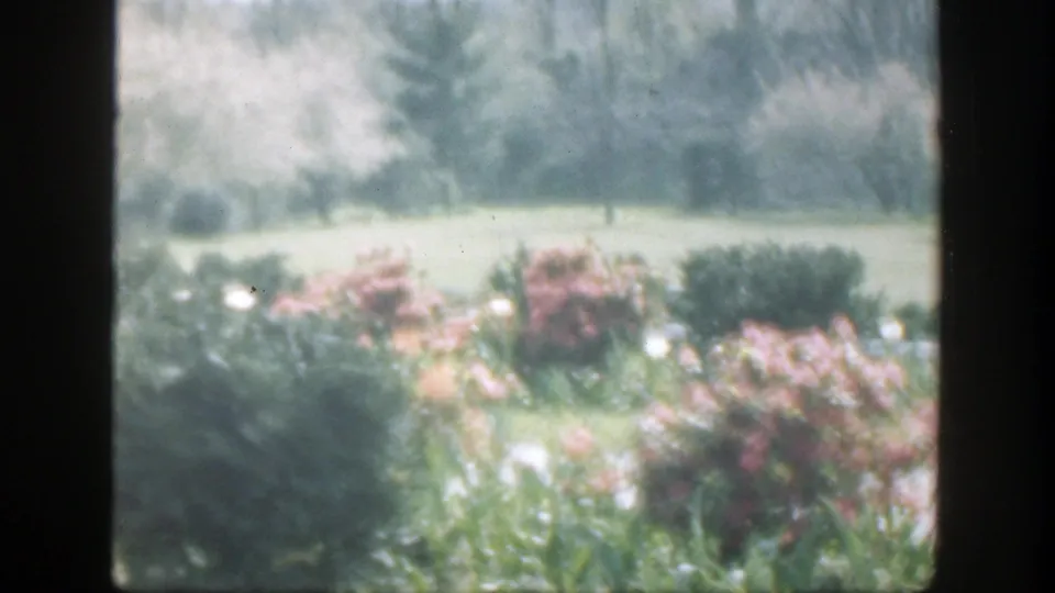 Soft Cincinnati garden view from a 1949 8mm home movie, framed by dark window panes with flowering shrubs and lawn outside.