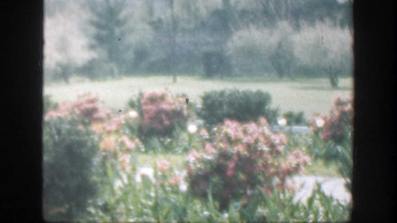1949 Cincinnati-area 8mm frame showing pink flowering shrubs, a pale path, open grass, and distant trees in soft focus.