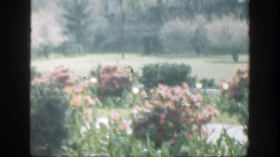 1949 Cincinnati-area 8mm frame showing pink flowering shrubs, a pale path, open grass, and distant trees in soft focus.
