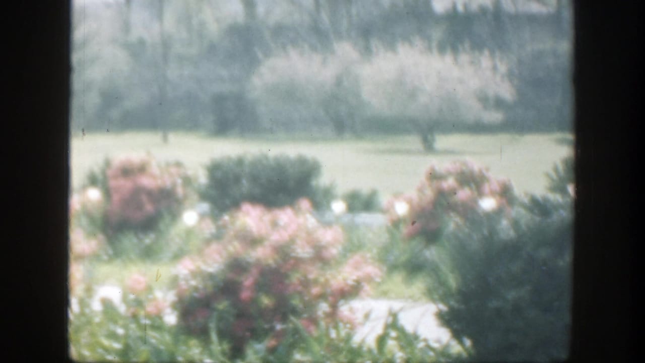 Flowering bushes and lawn continue across the frame, with trees in the distant background.