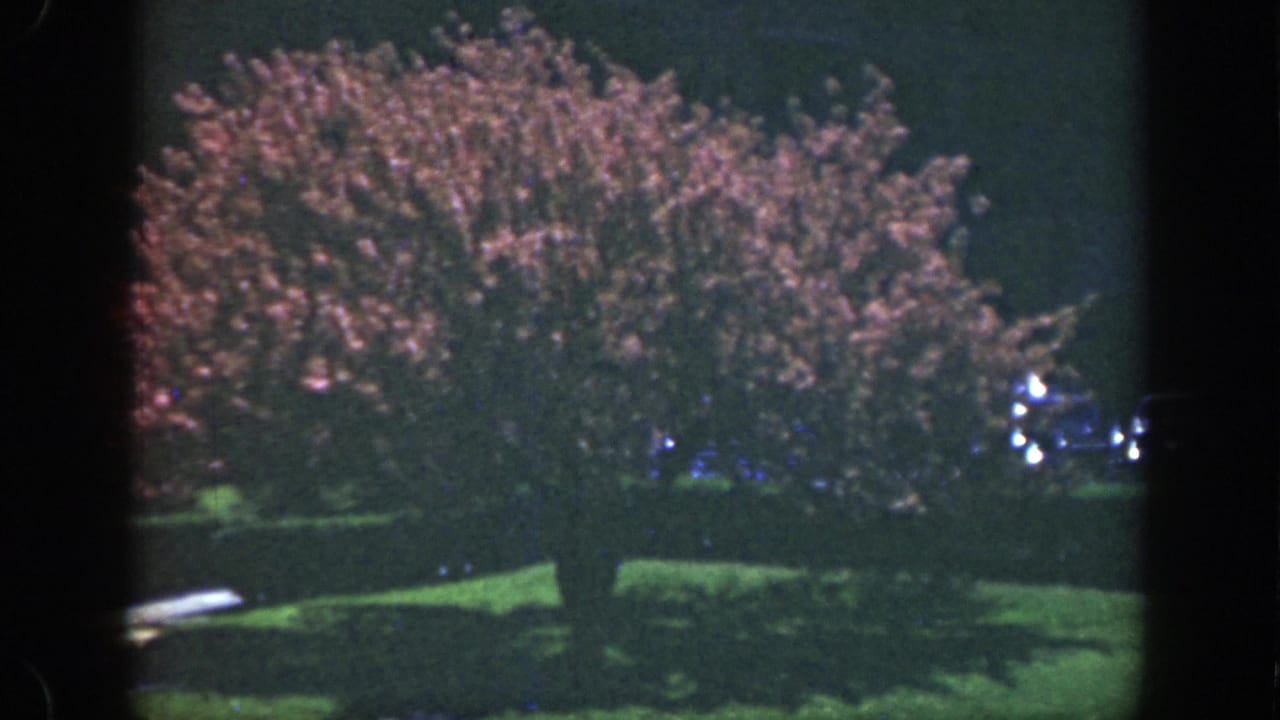 Pink flowering tree on a green lawn with dark film-frame edges.