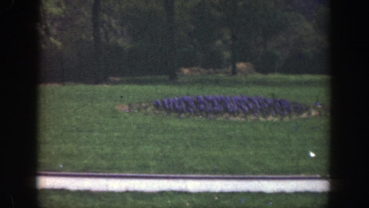 Purple circular flower bed set in a lawn near a pale curb or path.