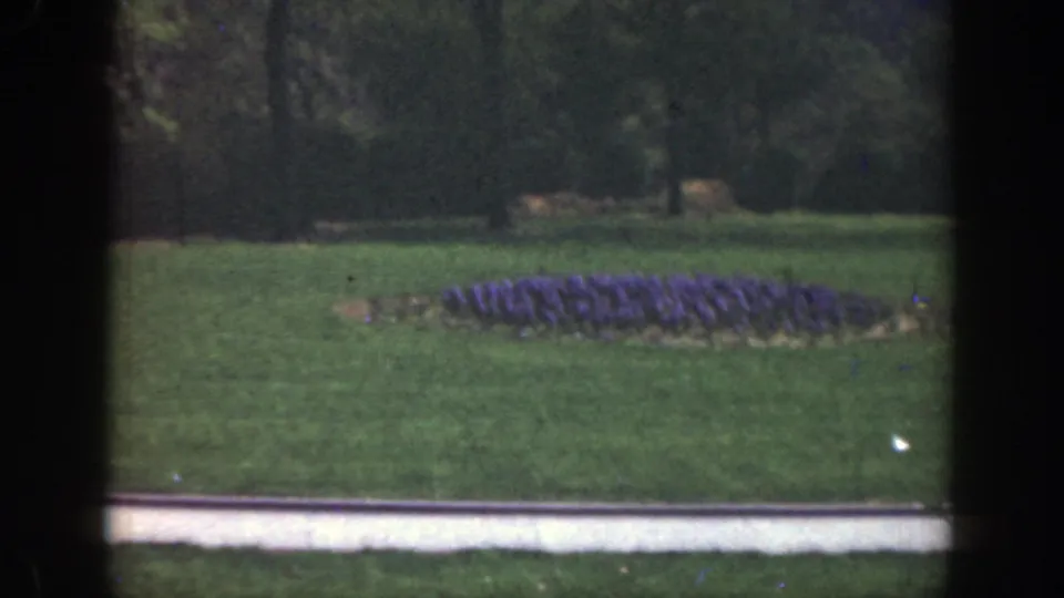 1949 Cincinnati yard view with a circular purple flower bed, lawn, curb, and trees in the background.