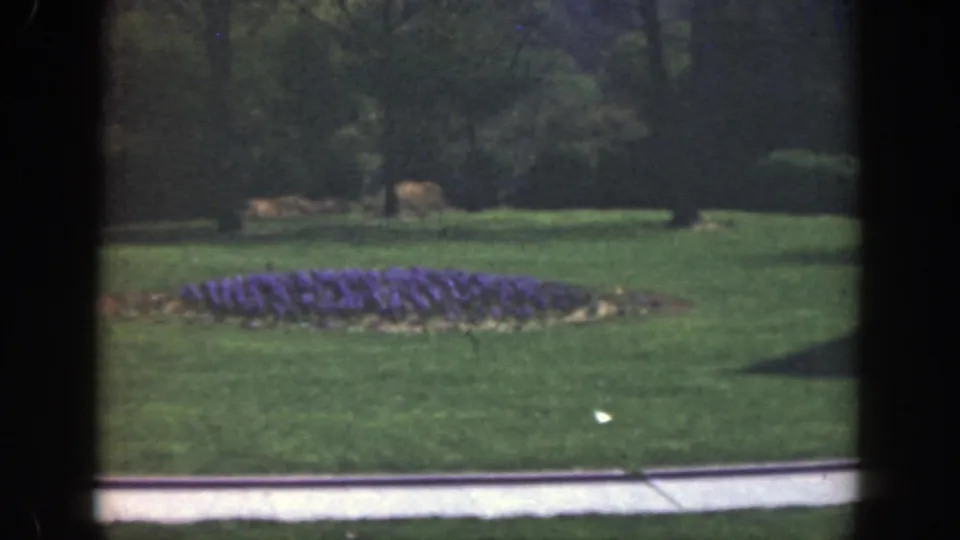 1949 Cincinnati residential landscaping with a purple bed, open grass, and a curb or path in front.