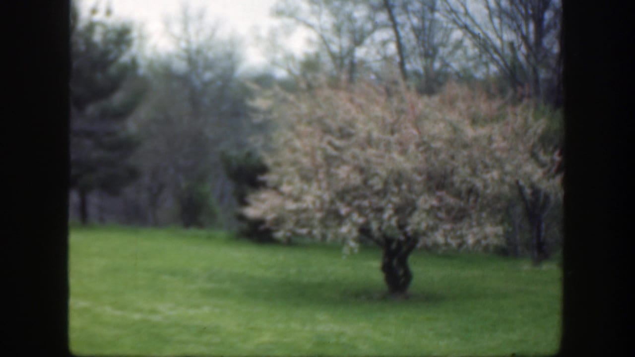 Blossoming tree on a green lawn with trees in the background.