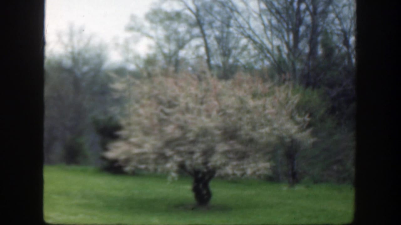 1949 Cincinnati home-movie frame with a blooming tree centered on a green lawn and darker trees beyond.