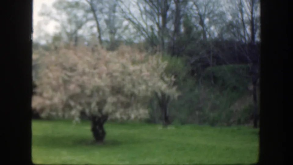 Soft 8mm view of a blooming yard tree in 1949 Cincinnati, with brush and trees behind the lawn.