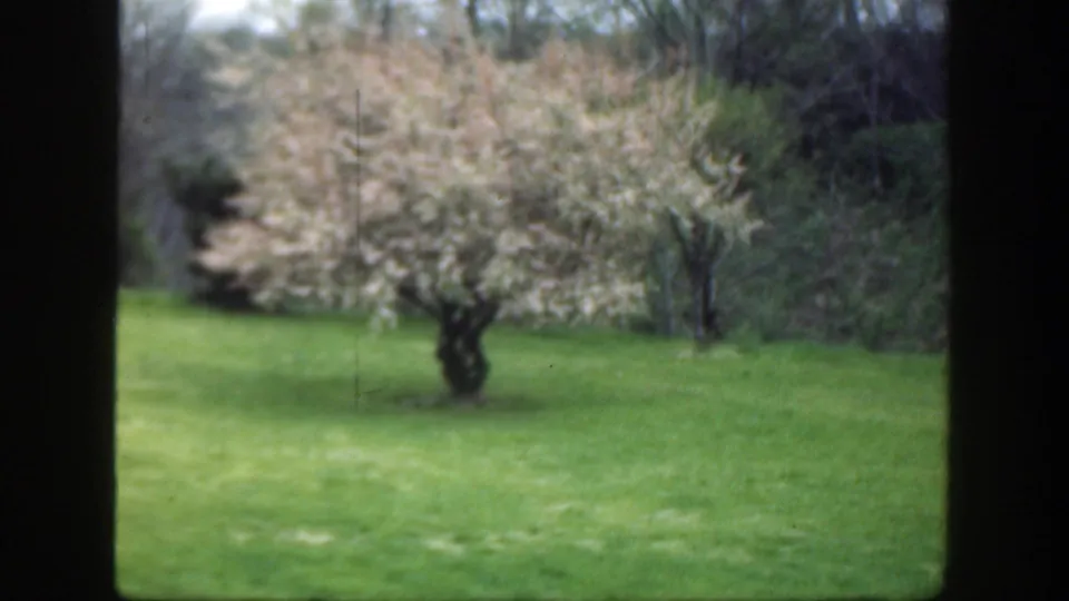 1949 Cincinnati 8mm frame showing a flowering tree at the edge of a green lawn with trees and brush behind it.