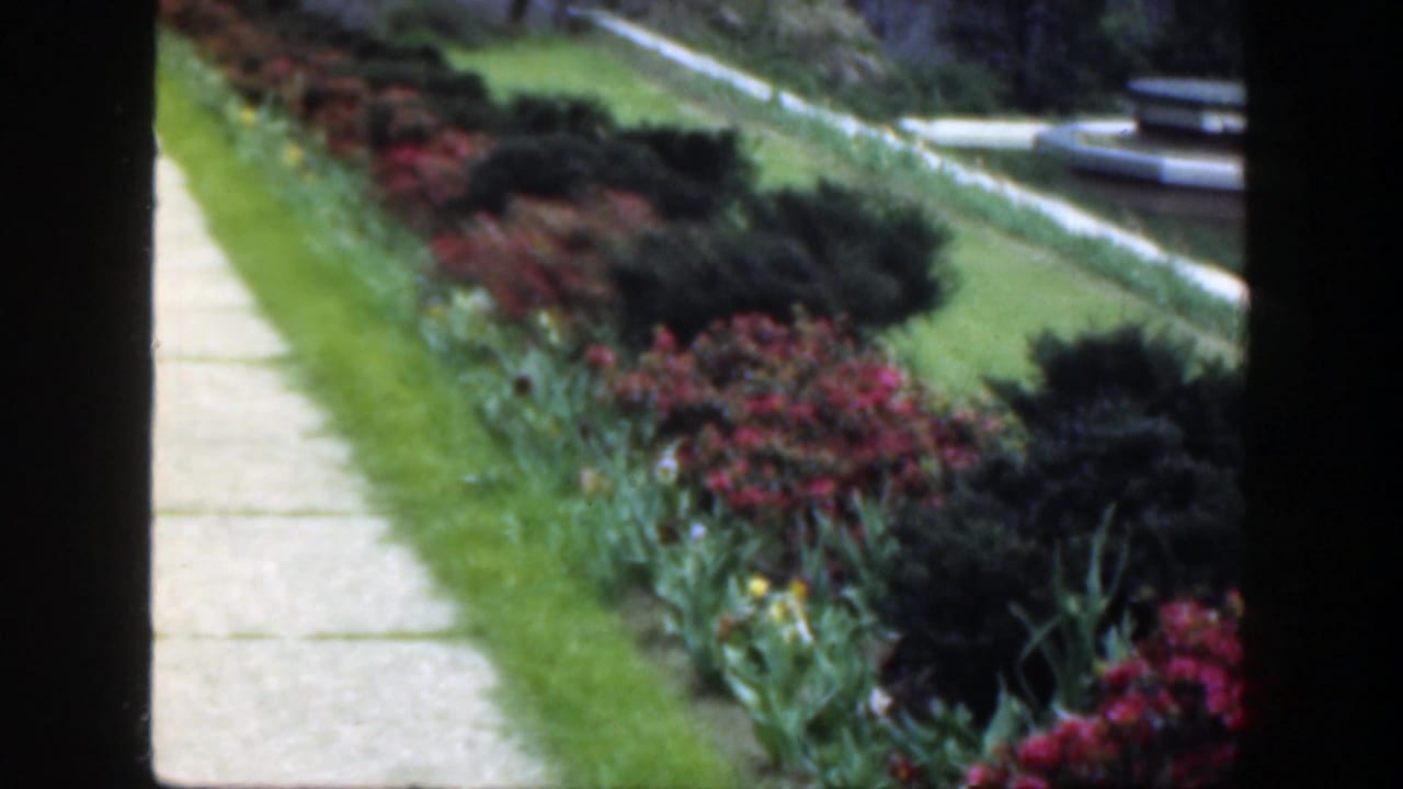 1949 Cincinnati-area garden view with a pale path, clipped grass, red plantings, dark shrubs, and a low edging wall.