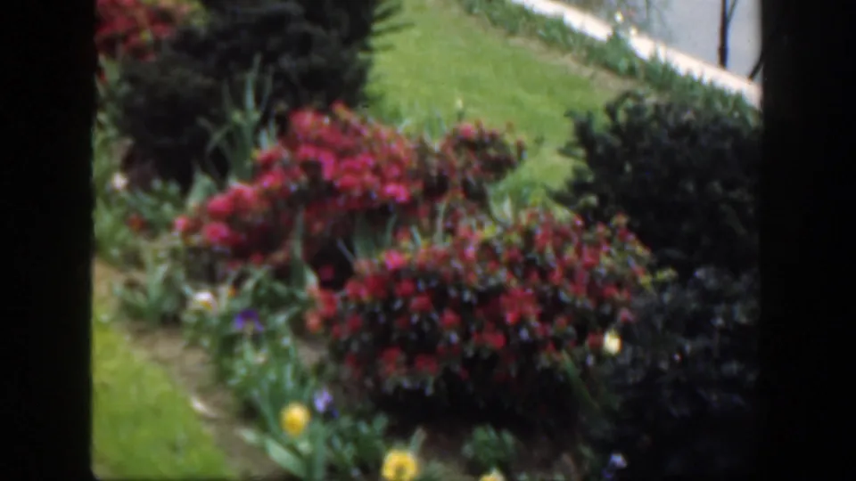 1949 Cincinnati-area garden detail with red flowering shrubs, yellow blooms, a pale walkway, and trimmed grass.