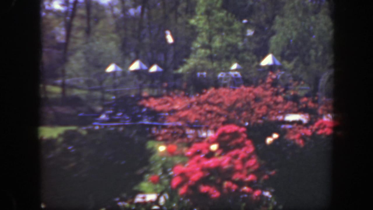 1949 Cincinnati garden view with red flowering shrubs, green lawn, mature trees, and white conical structures beyond a hedge.