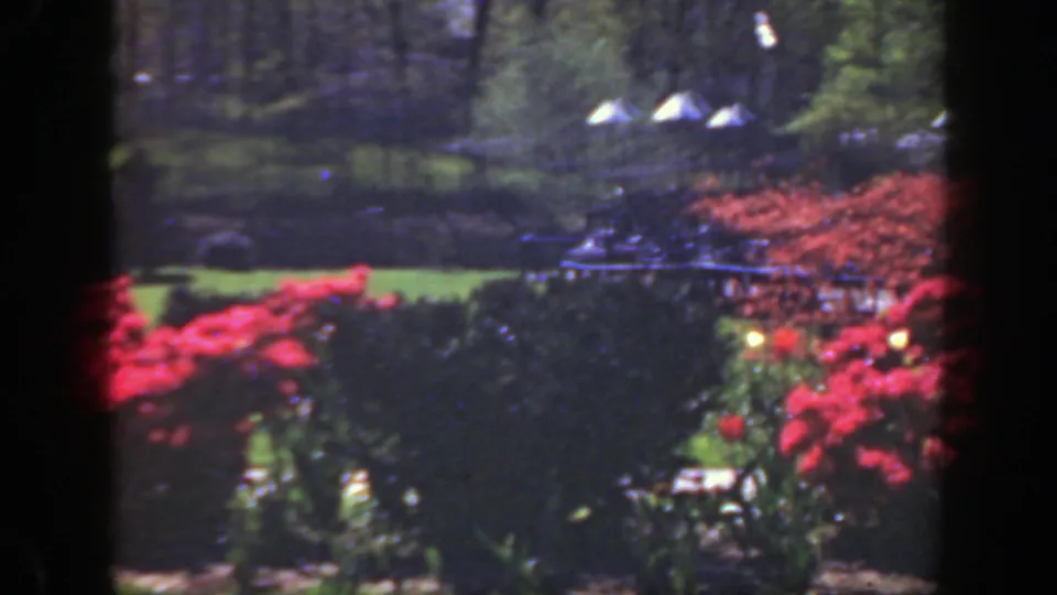 Soft 8mm frame of a 1949 Cincinnati garden, showing red flowering bushes, hedges, lawn, trees, and white structures beyond.