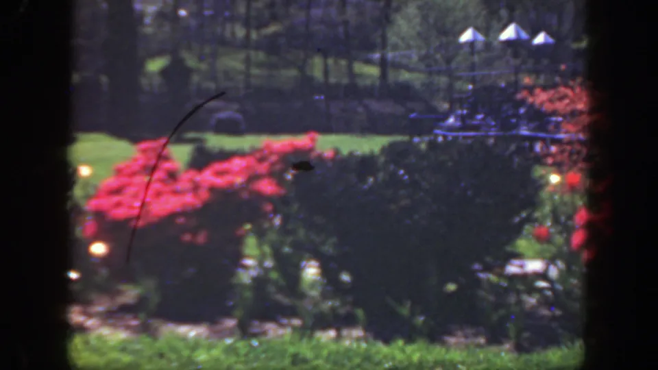 1949 Cincinnati garden cutaway with red flowering bushes, shadowed hedges, green lawn, trees, and small white conical structures.